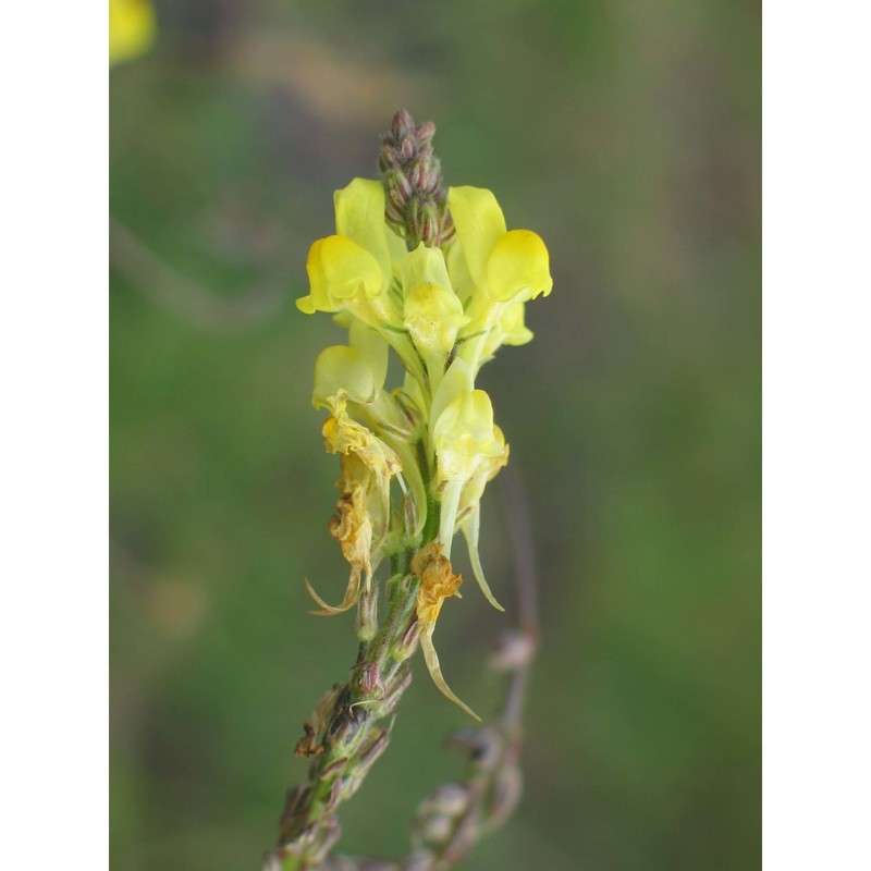 linaria multicaulis (l.) mill.