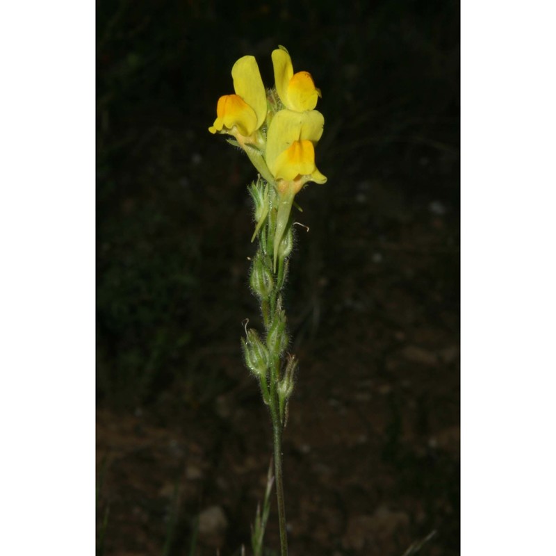 linaria multicaulis (l.) mill.