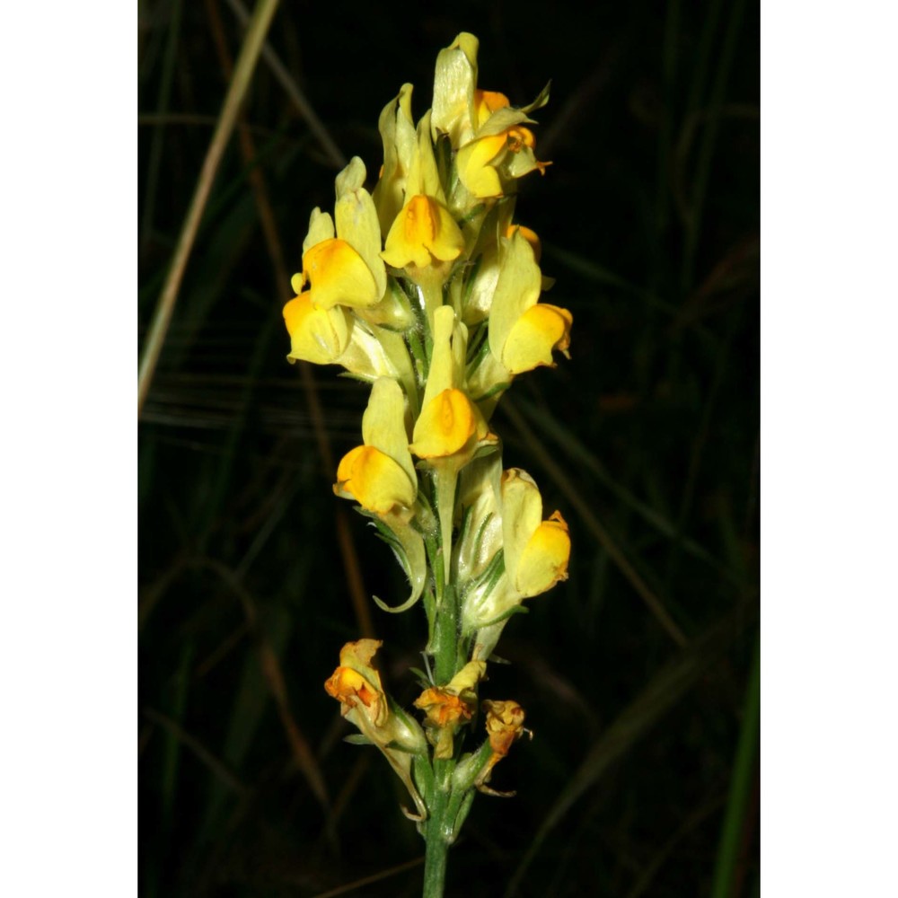 linaria multicaulis (l.) mill.