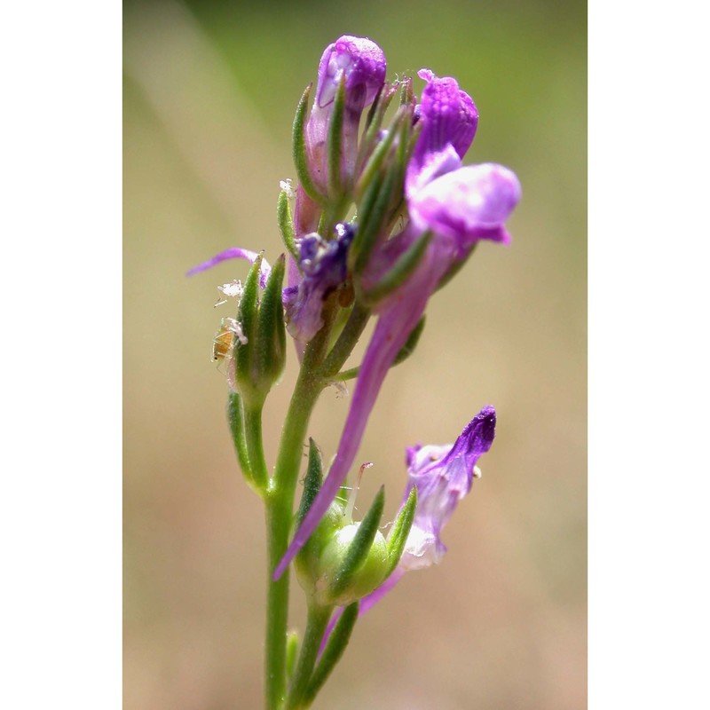 linaria pelisseriana (l.) mill.