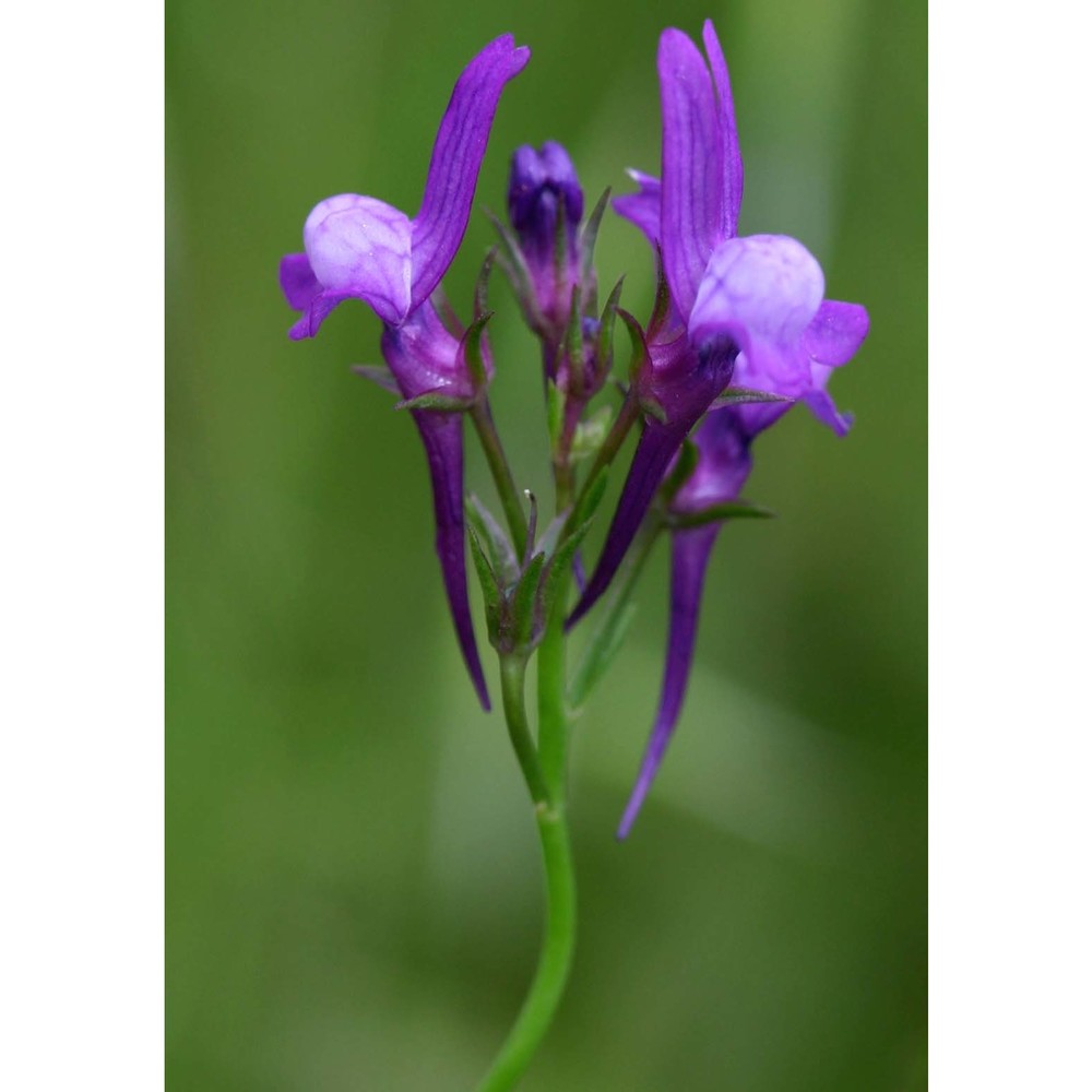 linaria pelisseriana (l.) mill.