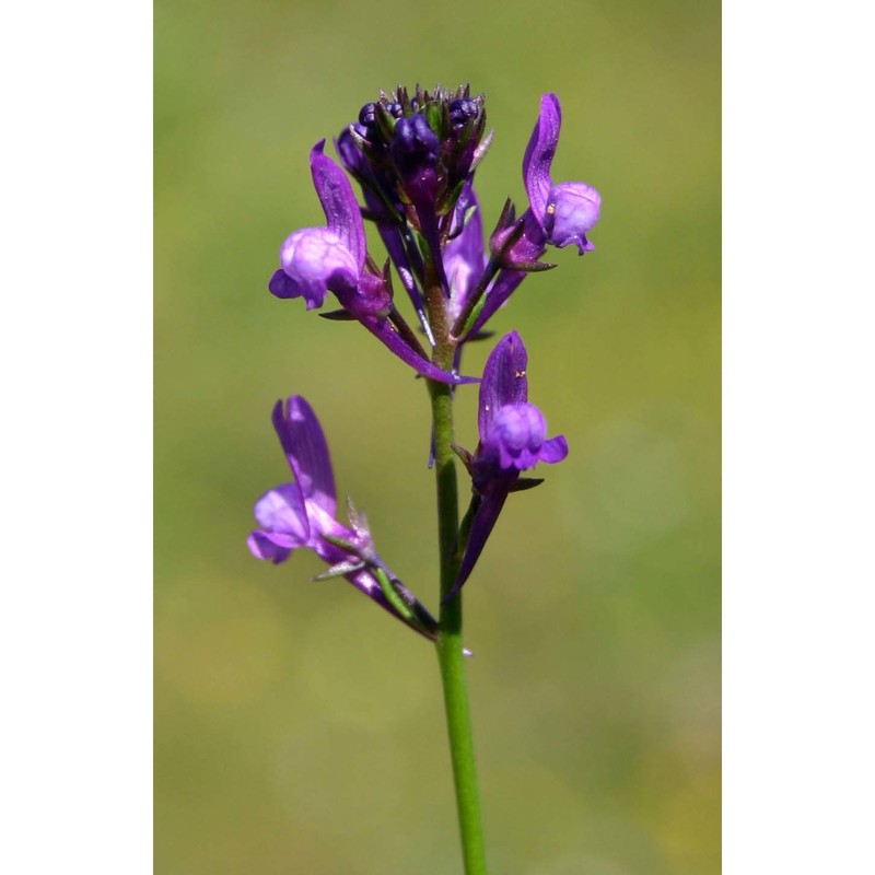 linaria pelisseriana (l.) mill.