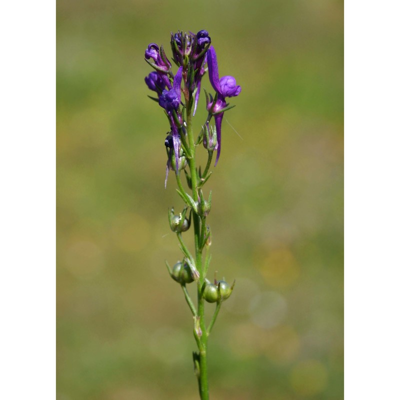 linaria pelisseriana (l.) mill.