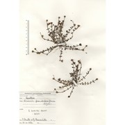 linaria pseudolaxiflora lojac.
