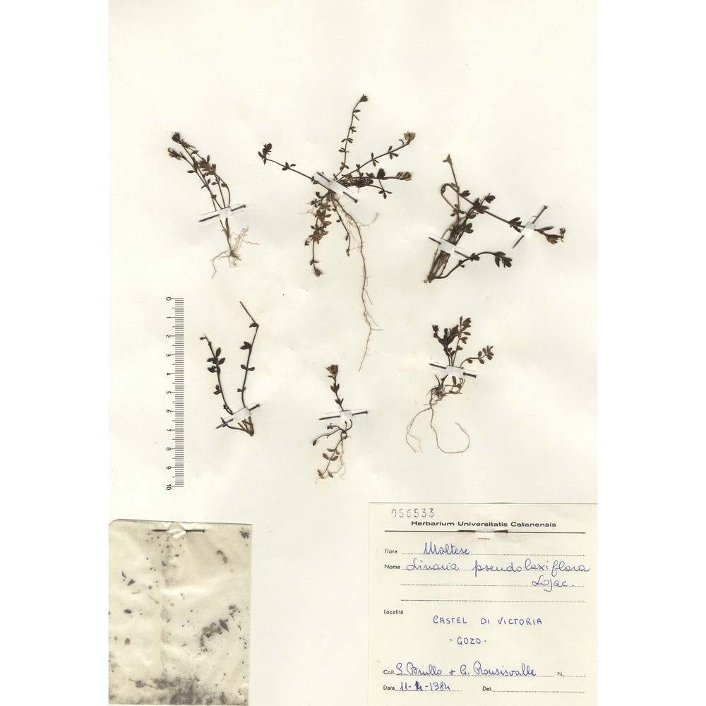 linaria pseudolaxiflora lojac.