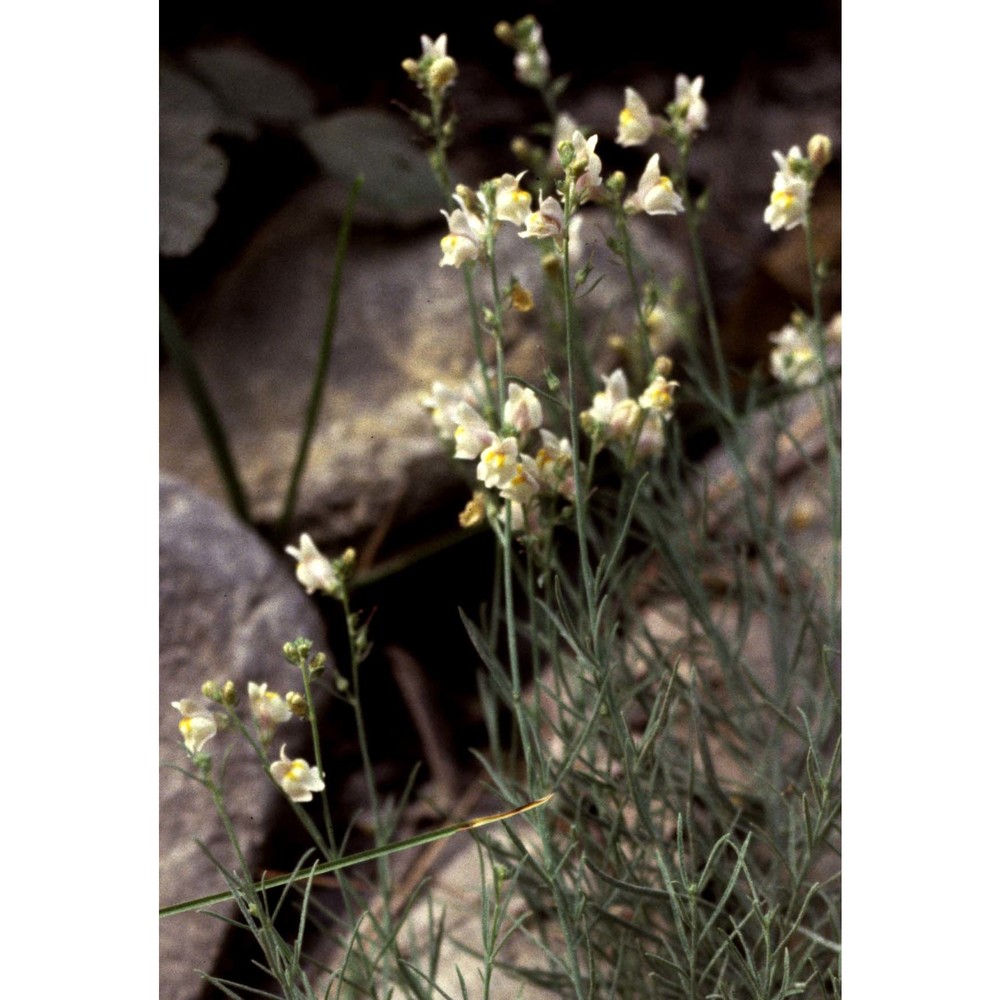 linaria repens (l.) mill.