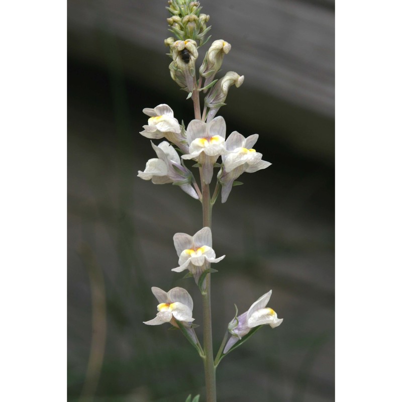 linaria repens (l.) mill.