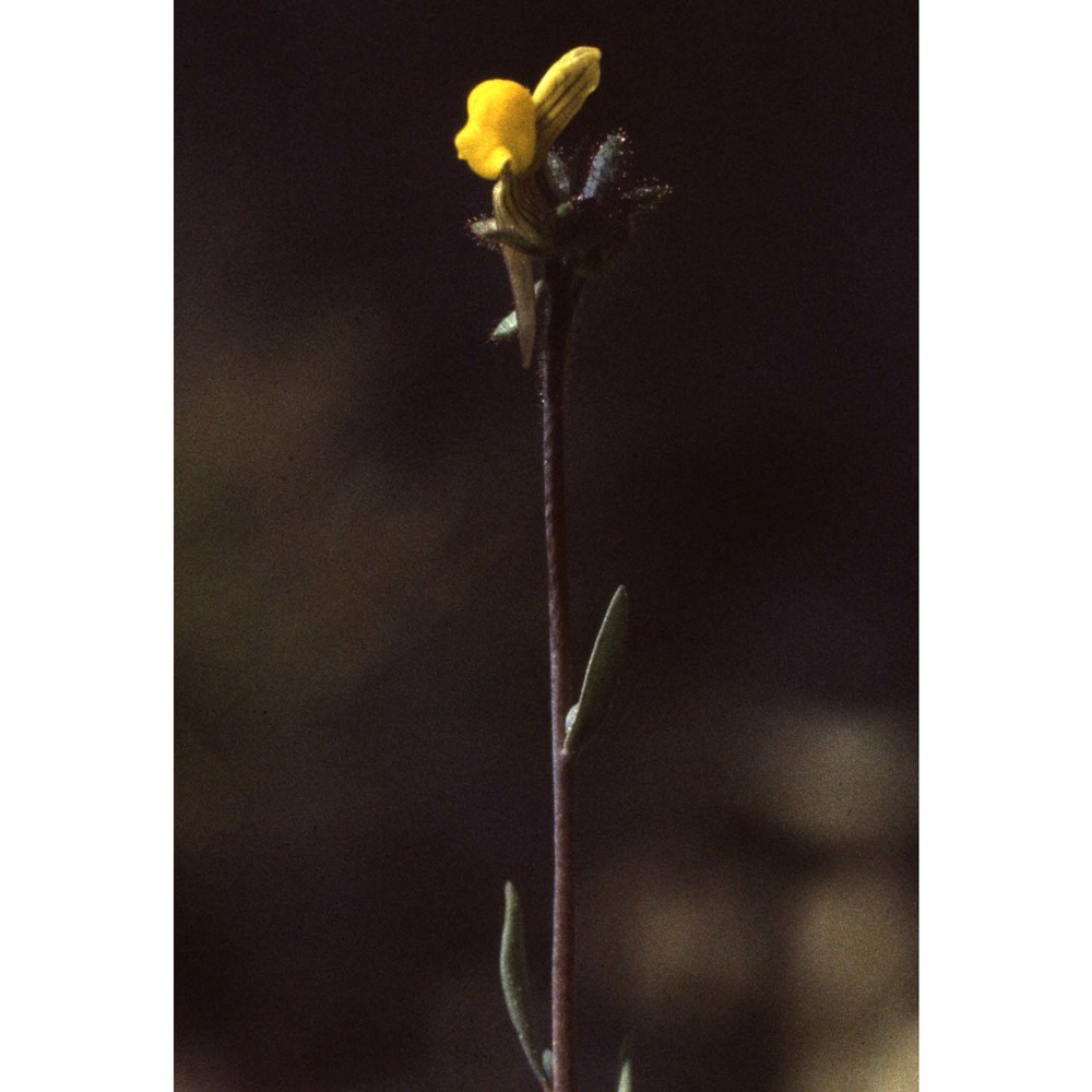 linaria simplex (willd.) dc.