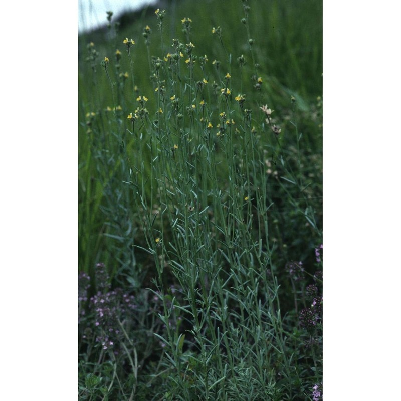 linaria simplex (willd.) dc.