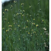 linaria simplex (willd.) dc.