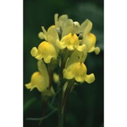 linaria supina (l.) chaz.