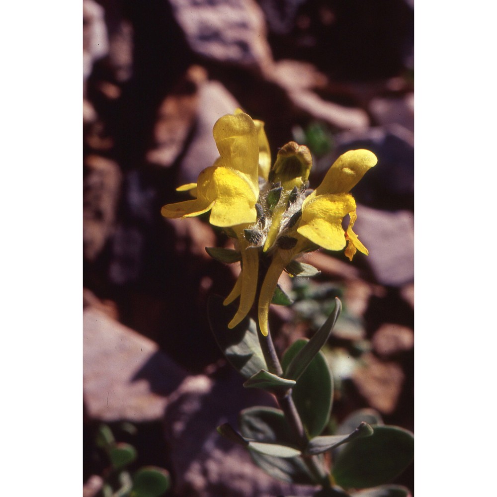 linaria tonzigii lona