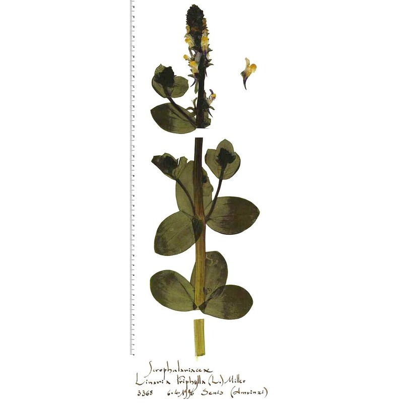 linaria triphylla (l.) mill.