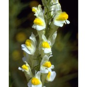 linaria vulgaris mill.