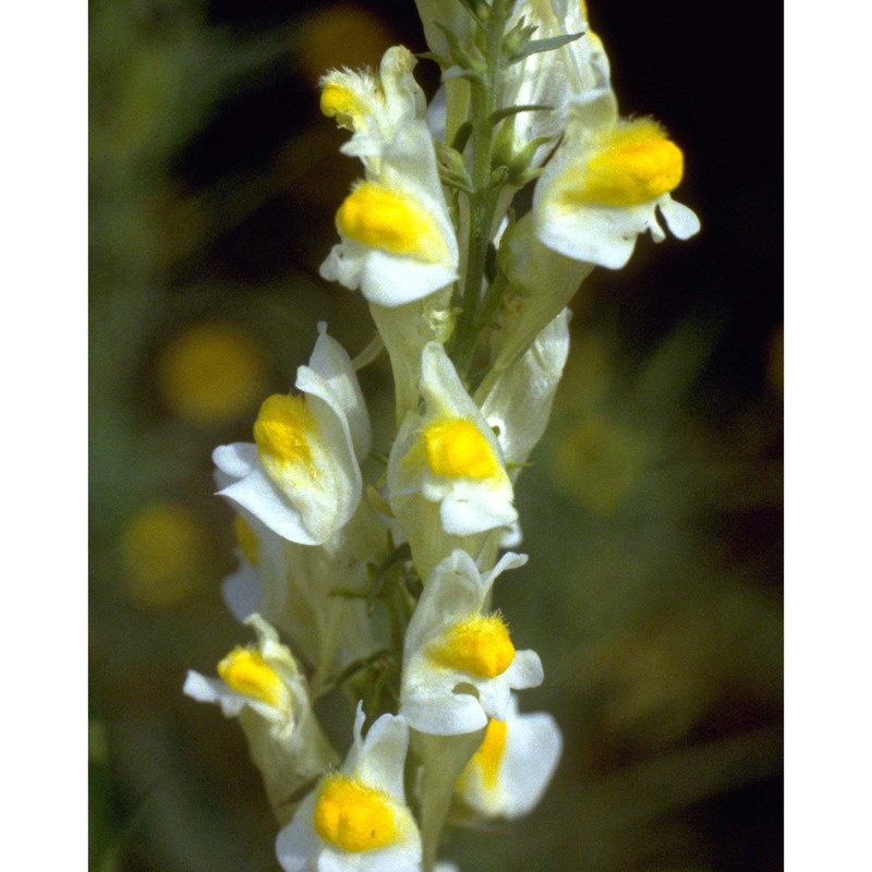 linaria vulgaris mill.