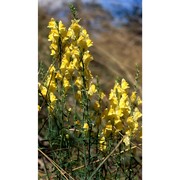 linaria vulgaris mill.