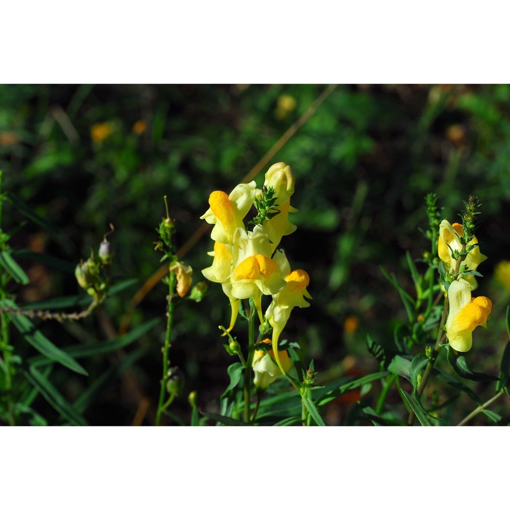 linaria vulgaris mill.