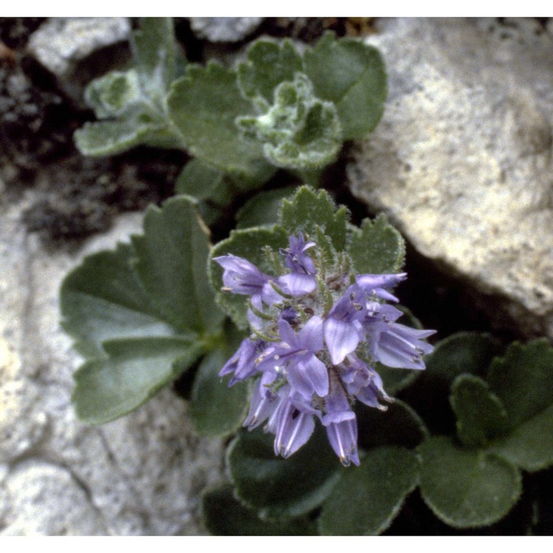 paederota bonarota (l.) l.