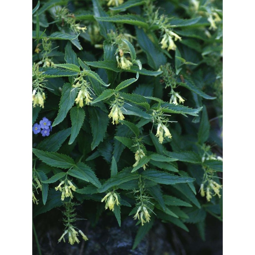 paederota lutea scop.