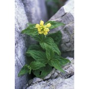 paederota lutea scop.