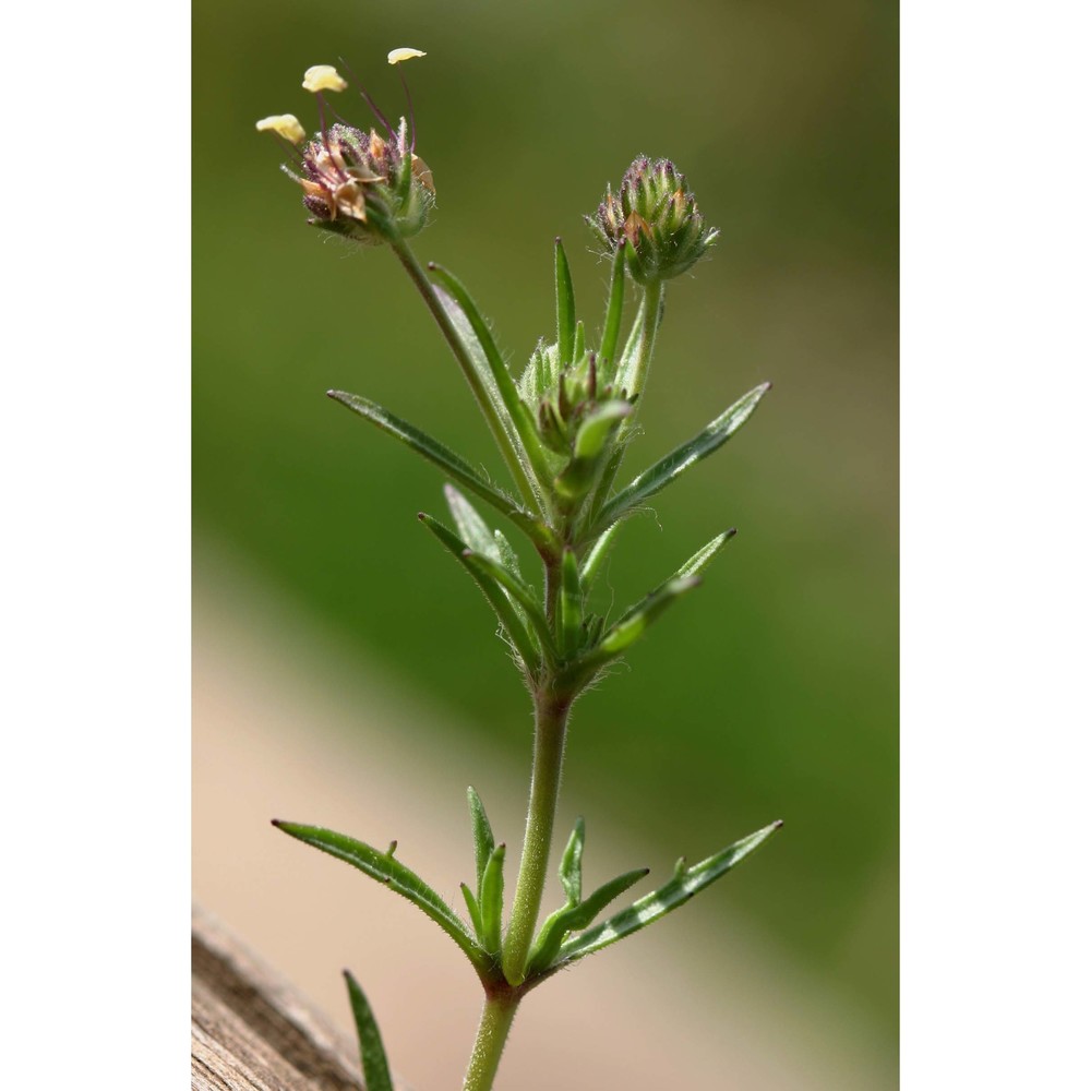 plantago afra l.