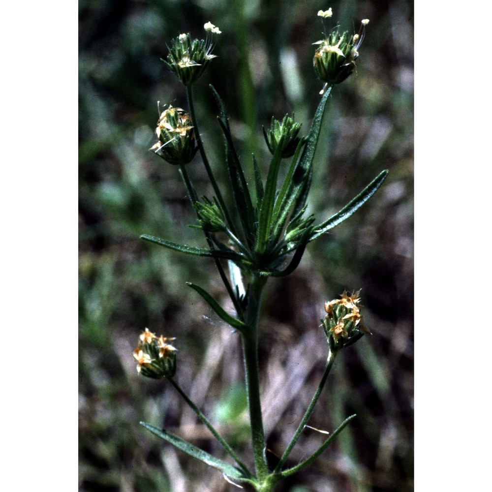 plantago afra l.