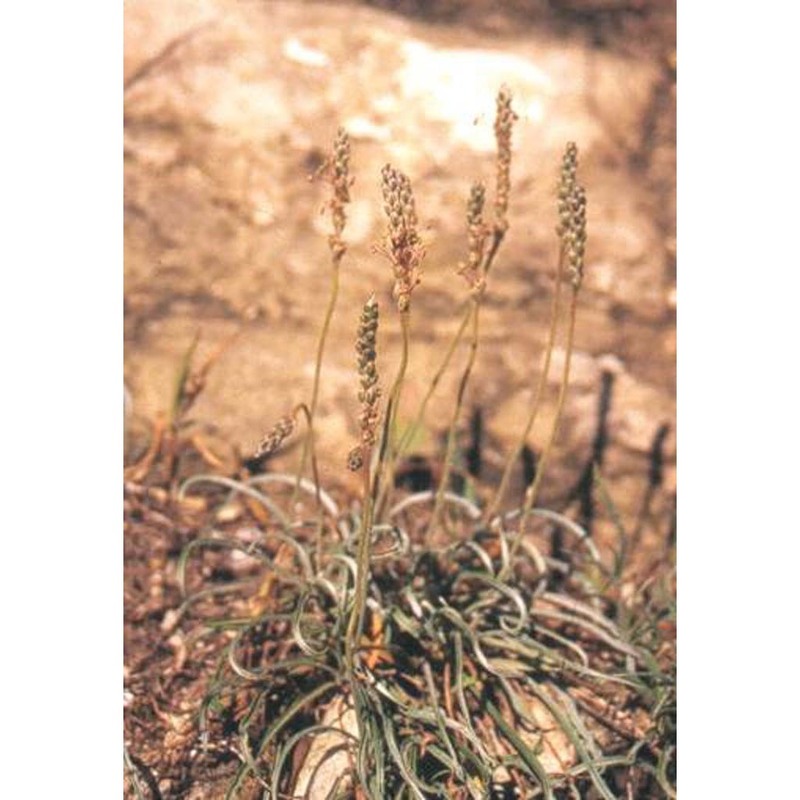 plantago albicans l.