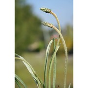 plantago albicans l.