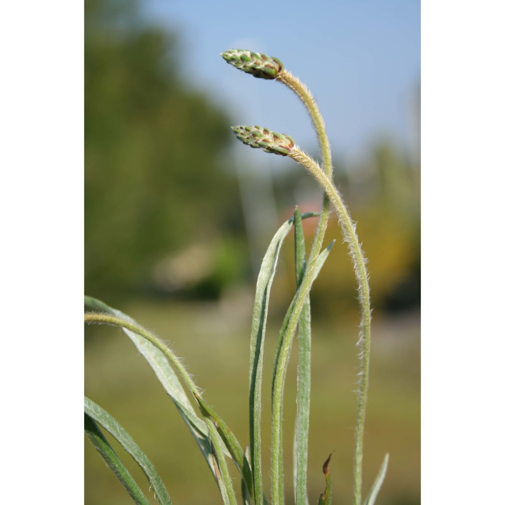 plantago albicans l.