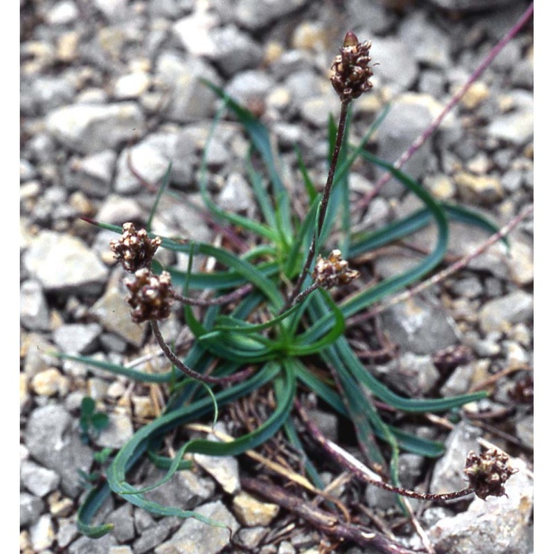 plantago alpina l.