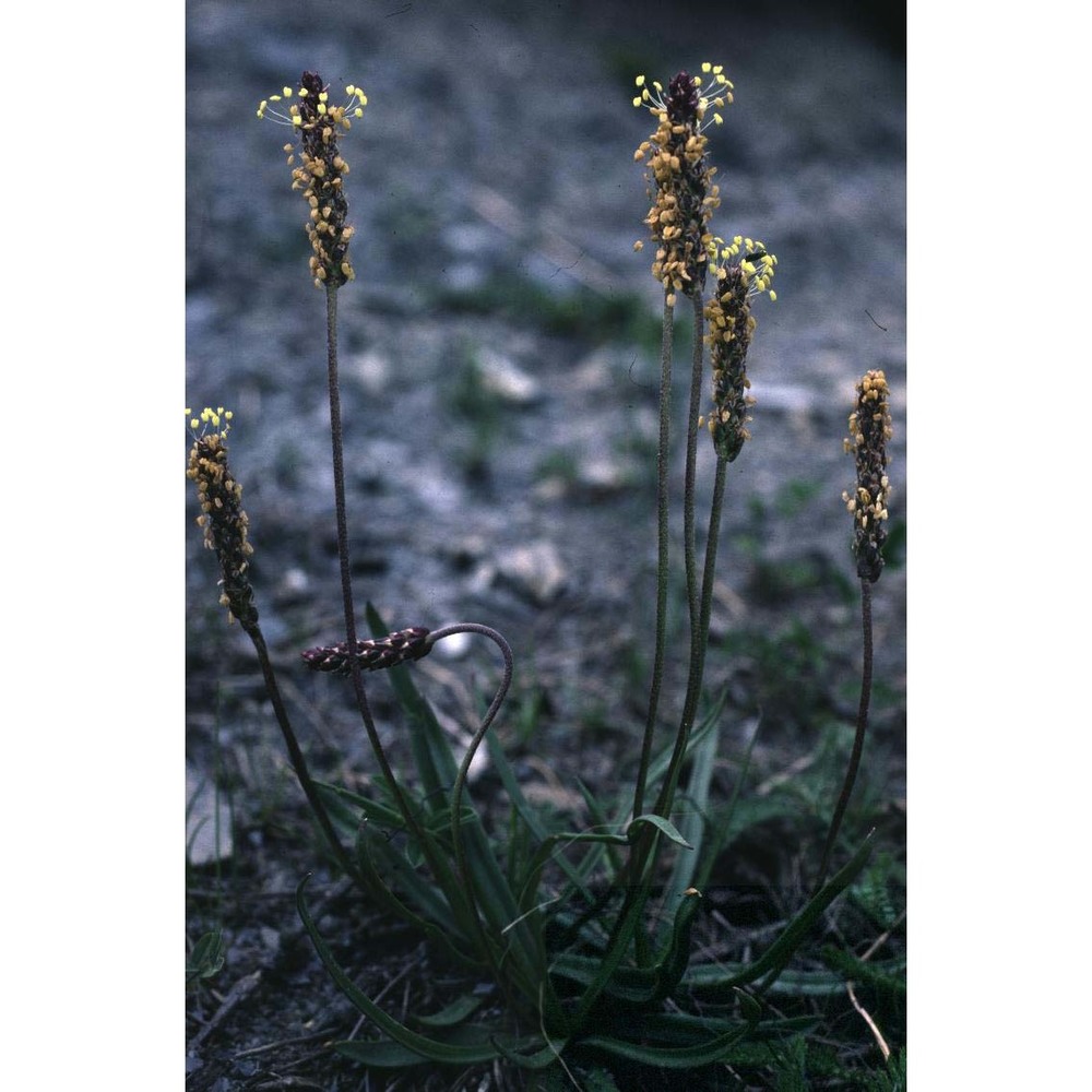 plantago alpina l.