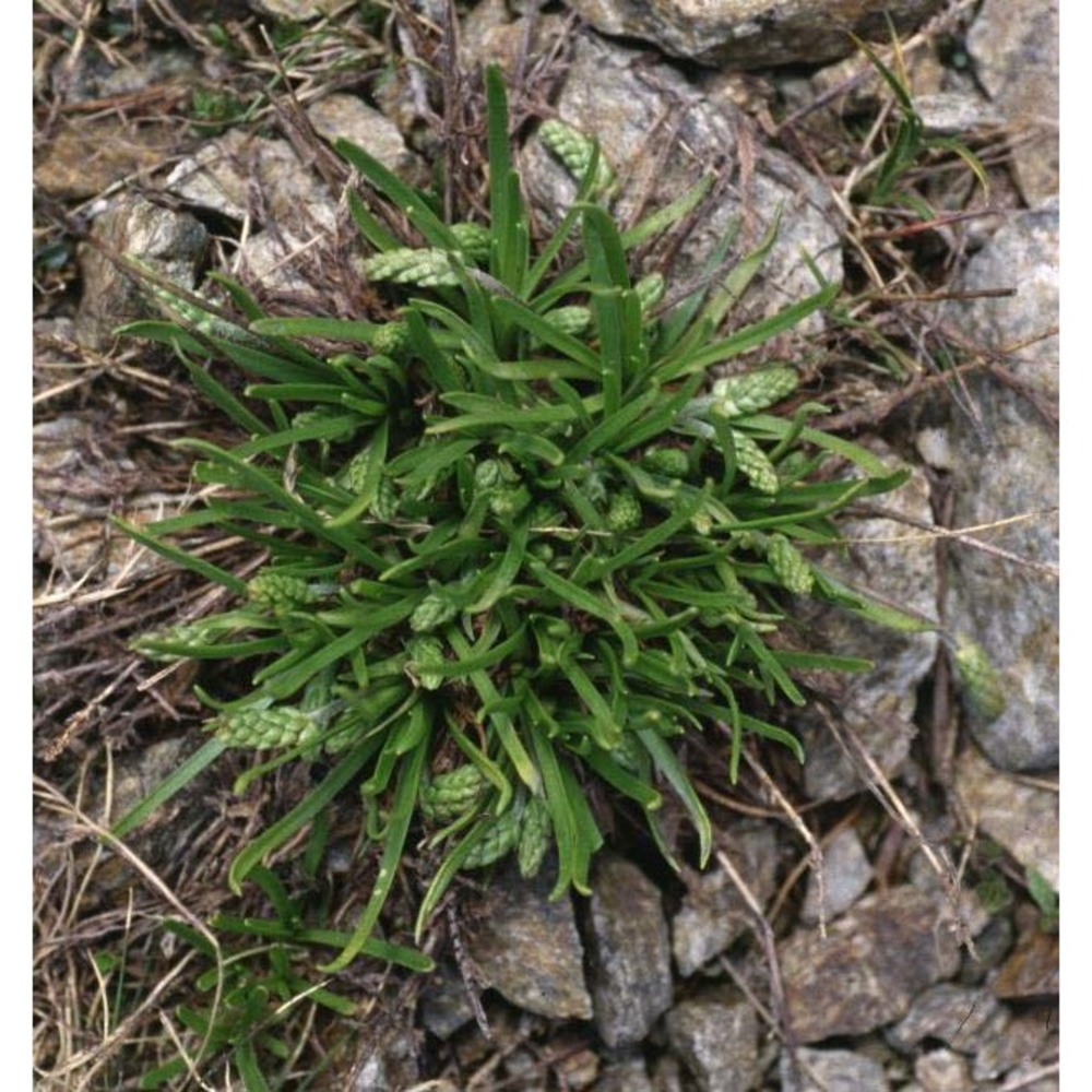 plantago alpina l.