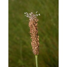 plantago altissima l.