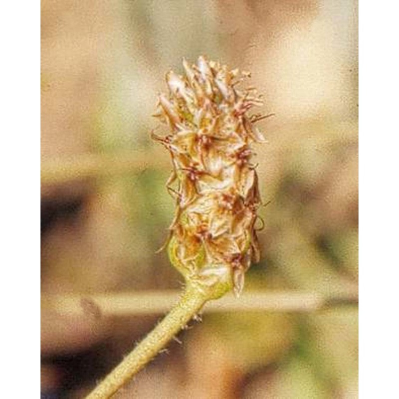 plantago amplexicaulis cav.