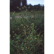 plantago arenaria waldst. et kit.