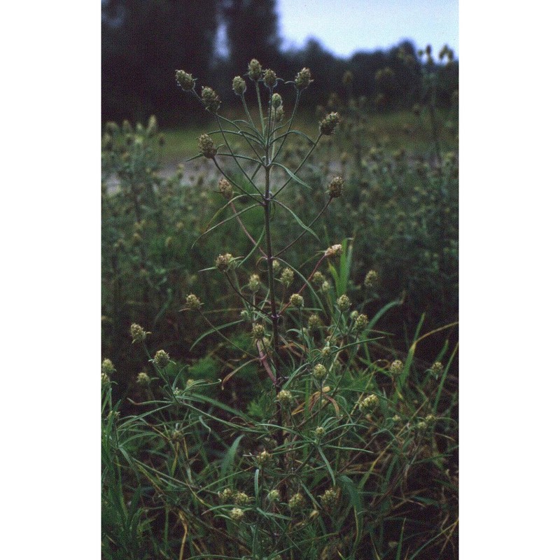 plantago arenaria waldst. et kit.