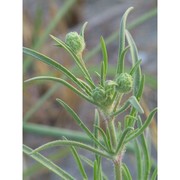 plantago arenaria waldst. et kit.