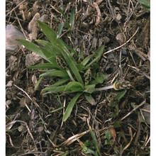 plantago atrata hoppe