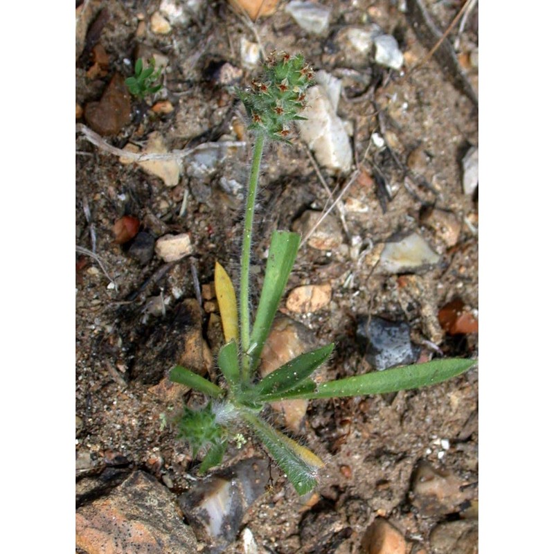 plantago bellardii all.