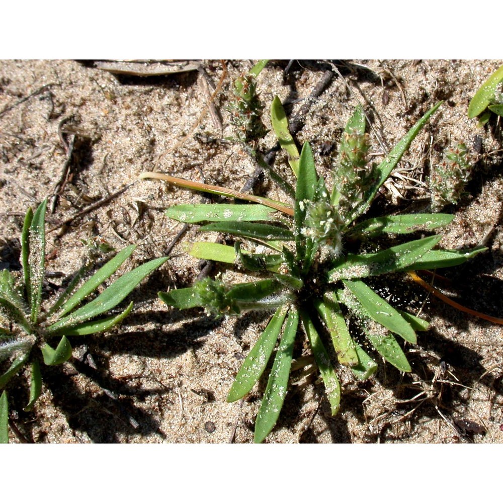 plantago bellardii all.