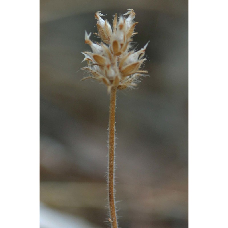 plantago bellardii all.