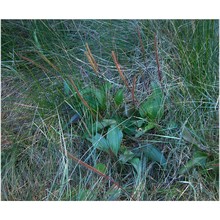 plantago cornuti gouan