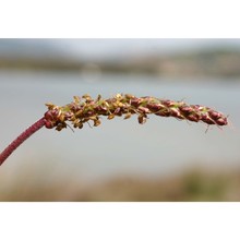 plantago crassifolia forssk.