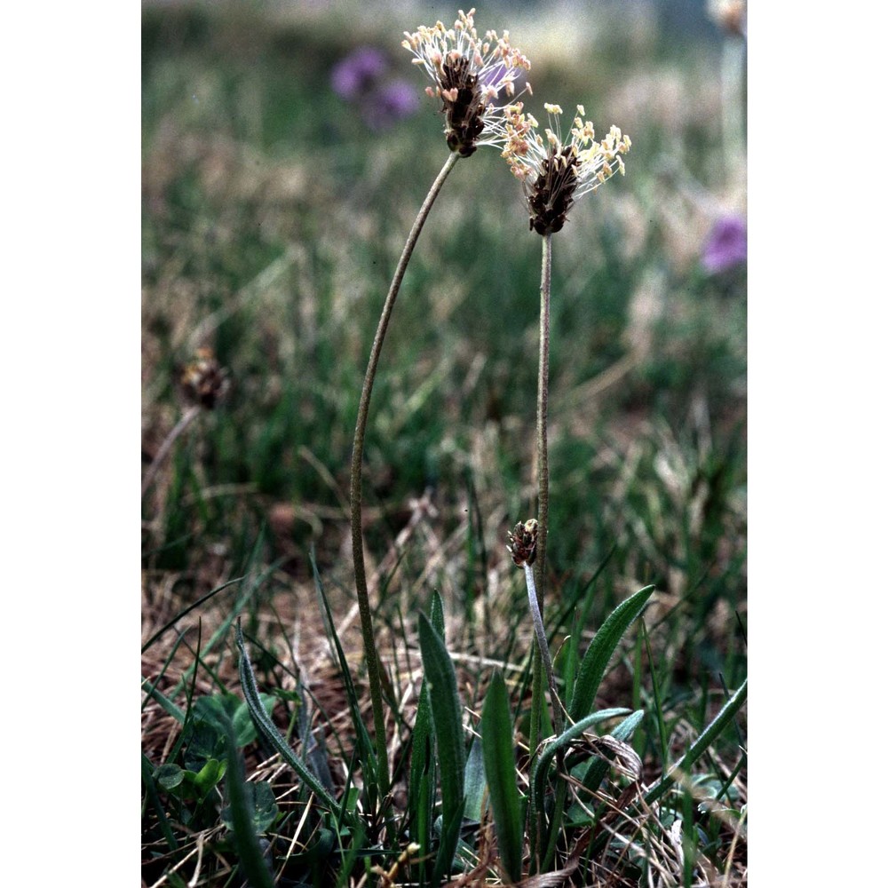 plantago fuscescens jord.