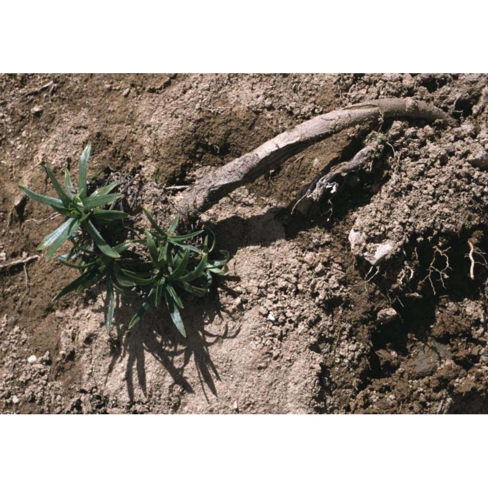 plantago fuscescens jord.