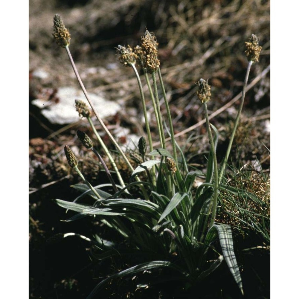 plantago fuscescens jord.