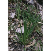 plantago fuscescens jord.