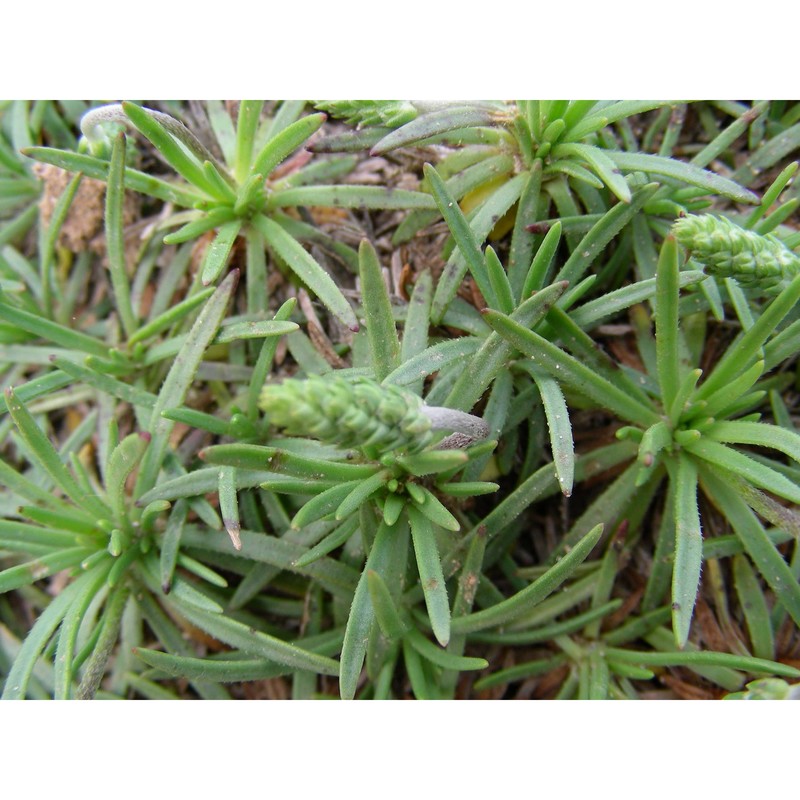 plantago grovesii brullo