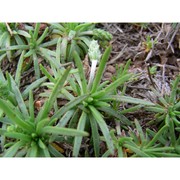 plantago grovesii brullo