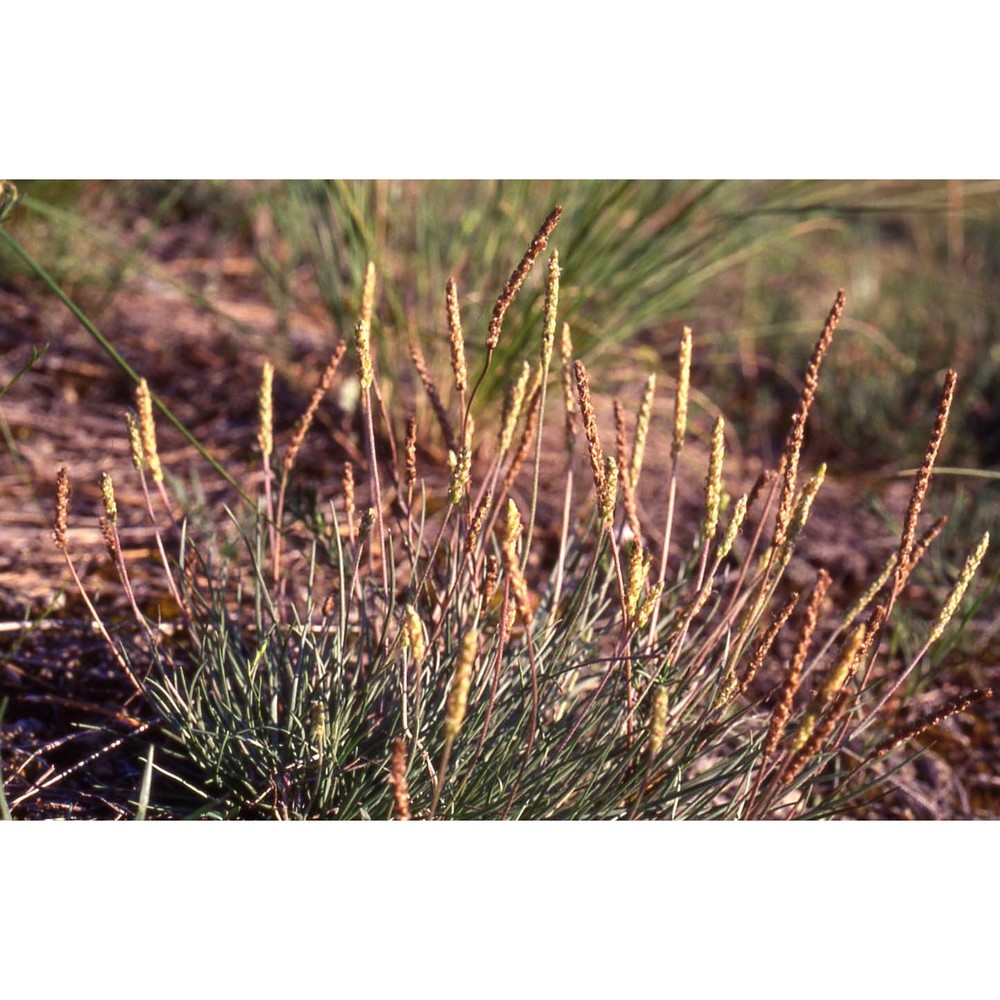 plantago holosteum scop.